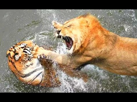 Animals Fights! Tigers Vs Lions & Bear! Epic Tiger Fights