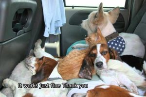 Animals Rescued in Tornado make friends