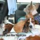 Animals Rescued in Tornado make friends