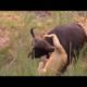 Animals fights lion and buffalo fight watch full video