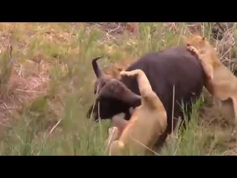 Animals fights lion and buffalo fight watch full video