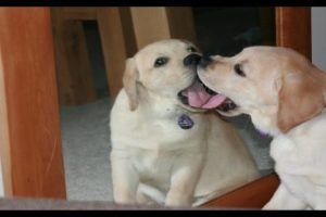 Animals in Mirrors Hilarious Reactions [HD]