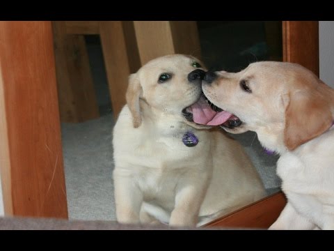 Animals in Mirrors Hilarious Reactions [HD]