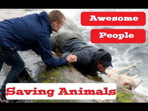 Awesome People Saving Animals ► People Are Awesome 2016
