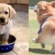 Aww Cutest Puppies - Funny And Cute Dog Compilation | Puppies TV