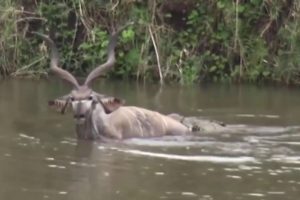 BIG Crocodile Attack Animal kudu in Water: Wild animals Fights