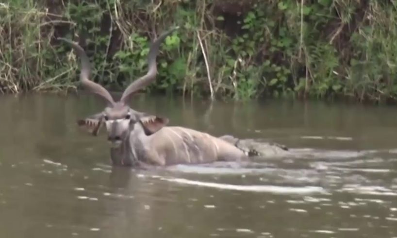 BIG Crocodile Attack Animal kudu in Water: Wild animals Fights