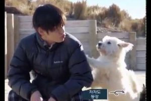 [BTS] V and the puppies ? Cutest ever (ft. Bon voyage 4)