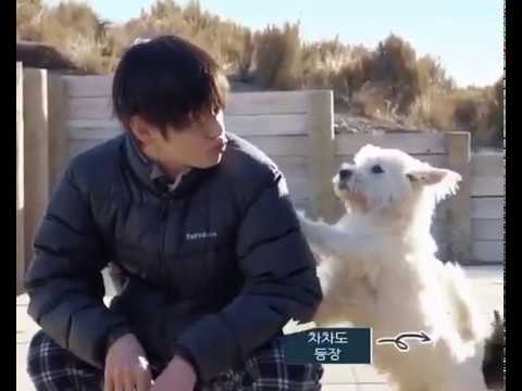 [BTS] V and the puppies ? Cutest ever (ft. Bon voyage 4)