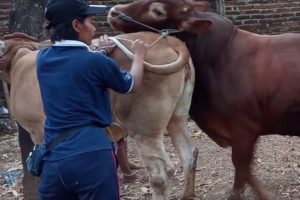 BUFFALO BIRA COW NATALES - FARM WORLD EDUCATION IN PALMEIRAS