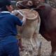 BUFFALO BIRA COW NATALES - FARM WORLD EDUCATION IN PALMEIRAS