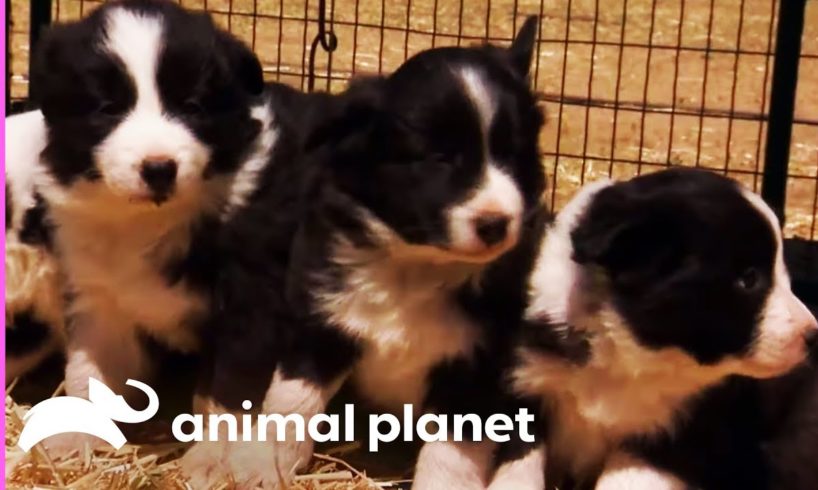 Baby Border Collies Start Learning To Herd | Too Cute!