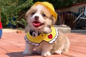 Baby Corgi  Puppies ? Cutest Dogs ? Too Funny Too Cute - Pets Paws Video 2020