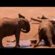 Baby Elephants Mud Playing