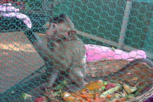 Baby Harper playing in cage alone,Harper need someone play with her.