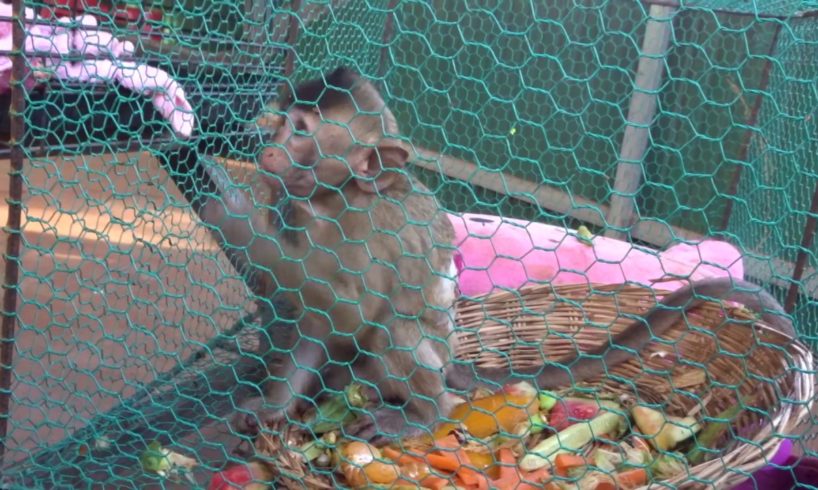 Baby Harper playing in cage alone,Harper need someone play with her.