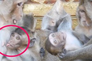 Baby Hungry For Milk, Cute Baby animals Monkey