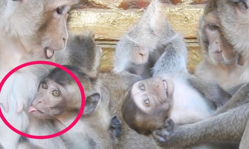 Baby Hungry For Milk, Cute Baby animals Monkey