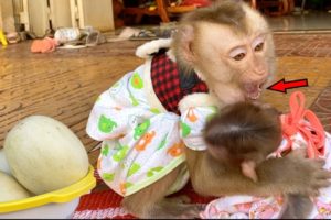 Baby Monkey DouDou And Bono Like Playing When Eating Melon Fruit