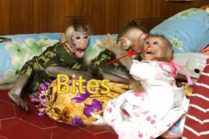 Baby Monkey Too Bites Monkey Google And Run Play