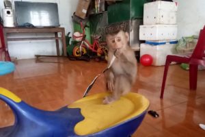 Baby Monkeys Play Stuffed Animals And Toy Cars