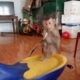 Baby Monkeys Play Stuffed Animals And Toy Cars