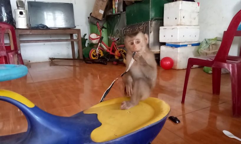 Baby Monkeys Play Stuffed Animals And Toy Cars