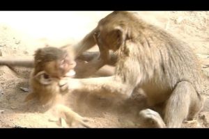 Baby Polino Monkey Angry Jessie Mistreat | Polino Follow Slapping Jessie | Baby Monkeys Post