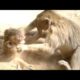 Baby Polino Monkey Angry Jessie Mistreat | Polino Follow Slapping Jessie | Baby Monkeys Post