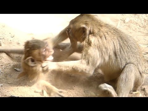 Baby Polino Monkey Angry Jessie Mistreat | Polino Follow Slapping Jessie | Baby Monkeys Post