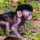 Baby monkey Newborns play alone The other monkeys run into the forest baby so cut