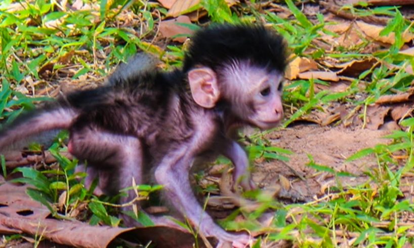 Baby monkey Newborns play alone The other monkeys run into the forest baby so cut