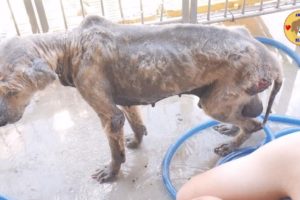 Bathing For Disable Dogs in The Dogs Shelter - Dog Rescue 2019