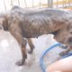 Bathing For Disable Dogs in The Dogs Shelter - Dog Rescue 2019