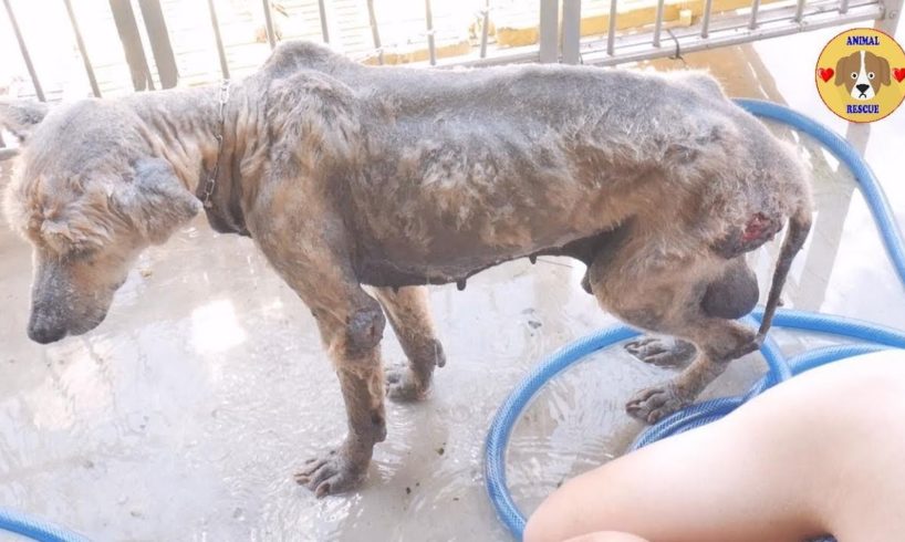 Bathing For Disable Dogs in The Dogs Shelter - Dog Rescue 2019