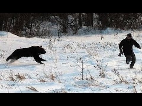 Bear Attack, Grizzly Bear Attack, polar Bear Attack Compilation