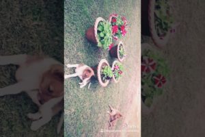 Beautiful Video.. Watsapp Status Video.. Cute Puppies.. Adorable