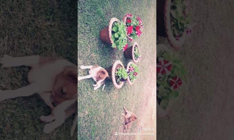 Beautiful Video.. Watsapp Status Video.. Cute Puppies.. Adorable