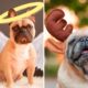 Best Cute French BullDog Puppies Videos ? Cute Dogs and Cats Doing Funny Things #34