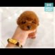 Best Of Cute Puppies Compilation #17 - Funny dogs