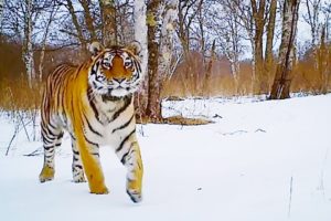 Best of Animals in the Snow | BBC Earth