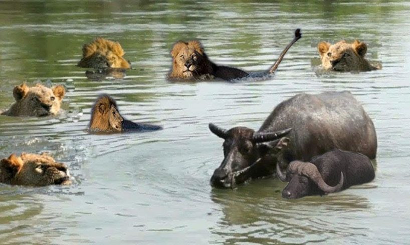 Big Fight Of Family Wildebeest vs Wild Dogs, 2 Buffalo vs Lions vs Elephant, Giraffe vs Hyena, Snake