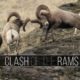 Big Rams Butt Heads! Bighorn Sheep Rut Fights