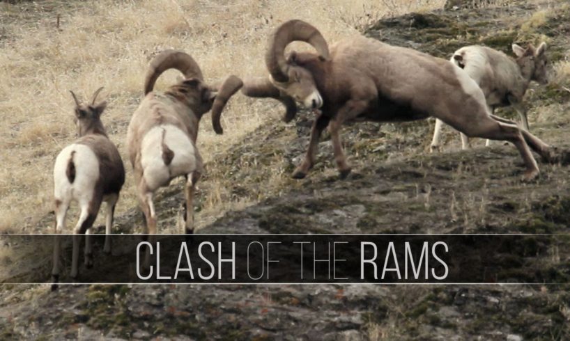 Big Rams Butt Heads! Bighorn Sheep Rut Fights