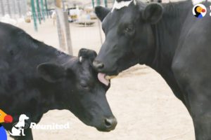 Blind Cow Is So Happy To Be Reunited With Her Sister | The Dodo Reunited