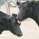 Blind Cow Is So Happy To Be Reunited With Her Sister | The Dodo Reunited
