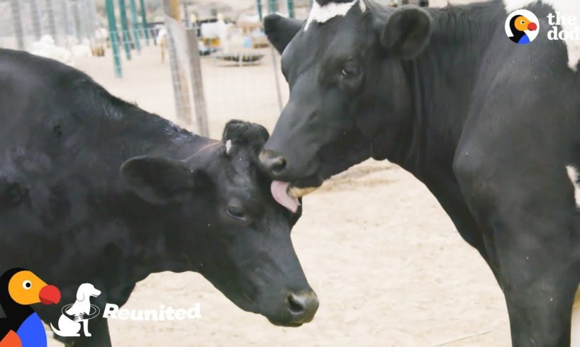 Blind Cow Is So Happy To Be Reunited With Her Sister | The Dodo Reunited