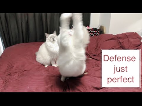 CATCH ME IF YOU CAN!! INTELLIGENT CAT PLAYS A GREAT ROLE【Ragdoll cats】【adorable cute animals】