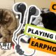 CATS PLAYING WITH EARPHONES