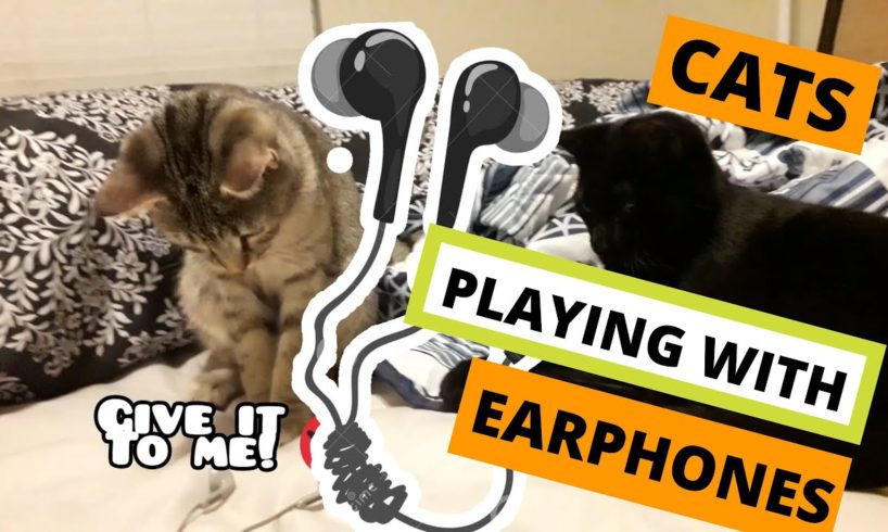 CATS PLAYING WITH EARPHONES